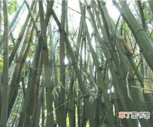 【种植】龙竹的主要分布区域和种植区域介绍