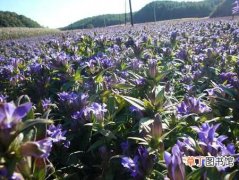 【种植】龙胆花怎么种植？龙胆花的种植方法和栽培技术