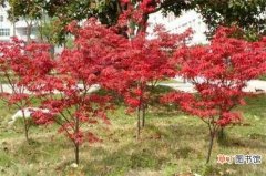 【盆栽】红枫盆栽种子的播种方法