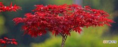 【枫叶】红枫叶子四季均是红色