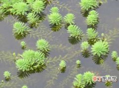 【养护】狐尾藻的养护知识：狐尾藻的生态习性和对生长环境的要求