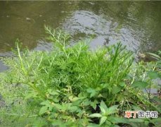 【养殖】水景植物粗梗水蕨的养殖方法和园林应用介绍