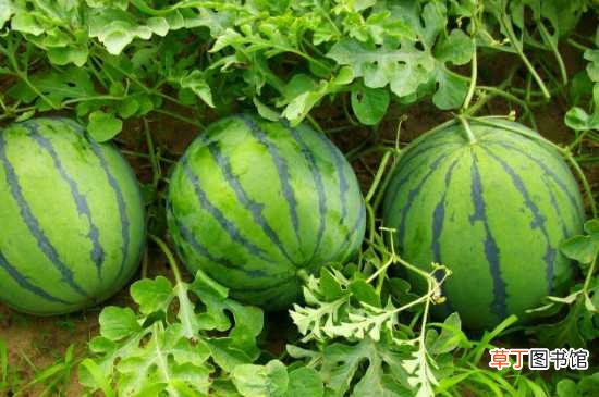 【植物】西瓜是藤本植物 西瓜的养殖方法