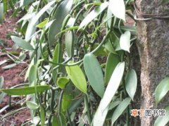 【种植】香草兰怎么种植？香草兰的种植方法和栽培技术