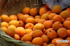 【杏子】杏子的功效作用有哪些？