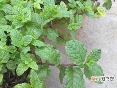 【香】留兰香怎么种植？留兰香的种植方法和栽培技术