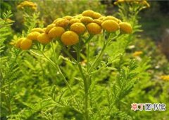 【生长】艾菊的栽种知识：艾菊的生态习性和对生长环境的要求