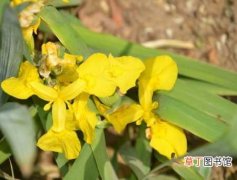 【花】黄花鸢尾的栽种知识：黄花鸢尾的生态习性和对生长环境的要求