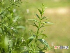 【穿心莲】中药植物穿心莲怎么种植？穿心莲的种植方法和栽培技术