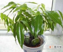 【种植】豆科元宝树怎么种植？豆科元宝树的种植方法和栽培技术