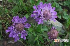 【盆花】大花蓝盆花的繁殖方法、种植技术和园林用途