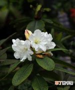 【生长】大白杜鹃的栽种知识：大白杜鹃的生态习性和对生长环境的要求