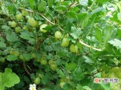 【种植】鹅莓的主要分布区域和种植区域介绍