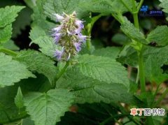 【藿香】植物藿香的病虫害防治知识