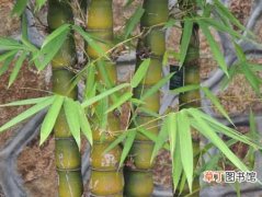 【种植方法】佛肚竹怎么种植？佛肚竹的种植方法和栽培技术