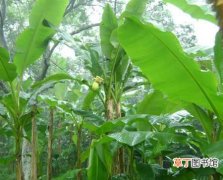 【种植】芭蕉怎么种植？芭蕉的种植方法和栽培技术