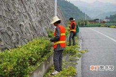 【苗木】浅析高速公路绿化苗木的种植技术