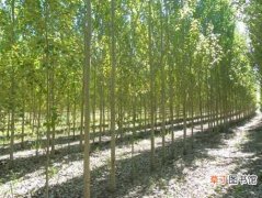 【树】银中杨树苗的繁育栽培管理技术与病虫害防治知识