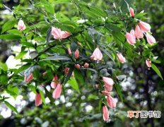 【花】悬铃花的栽种知识：悬铃花的生态习性和对生长环境的要求