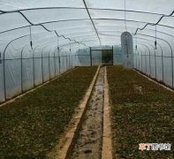 【花】北京市延庆县：根据北京市场和订单定向培养草花