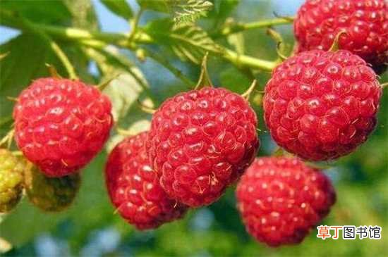 【树莓】覆盆子与树莓的区别