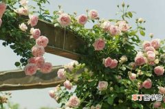 【栽培】蔷薇种植栽培的新方法