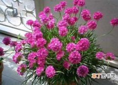 【花卉】花卉植物海石竹的生长周期和养殖方法