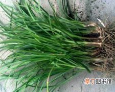 【种植】麦冬草怎么种植？麦冬草的种植方法和栽培技术
