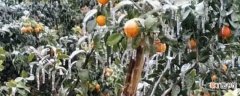 【方法】柑橘冻害后快速恢复的方法