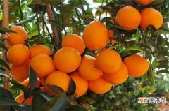 【禁忌】脐橙的功效与作用禁忌，生津止渴还能增强抵抗力：脐橙的功效作用
