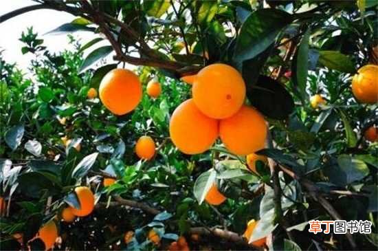 【开花】脐橙的开花时间在春季