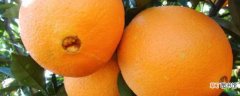 【原因】脐橙叫脐橙的原因