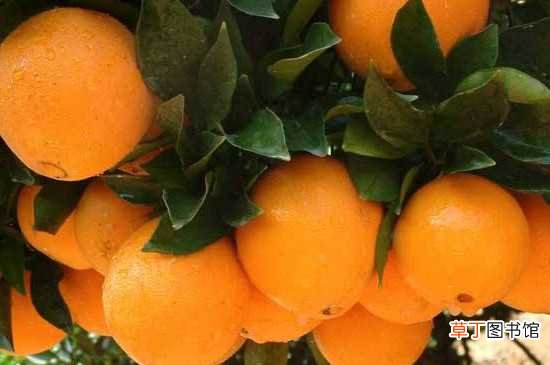 【橙】脐橙名字的来历 脐橙的介绍
