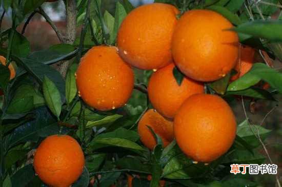 【橙】纽荷尔脐橙怕冻
