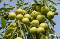 【品种】枣树品种：优良品种|观赏品种附图：枣树的主要优良品种 枣树的其他