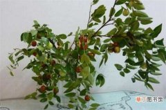 金丝4号 【品种】山东农科院果树新品种，盘点八大最新果树品种：枣 核桃(晋