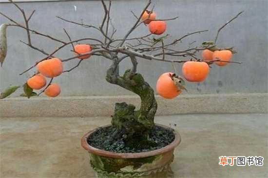 金丝4号 【品种】山东农科院果树新品种，盘点八大最新果树品种：枣 核桃(晋矮香)