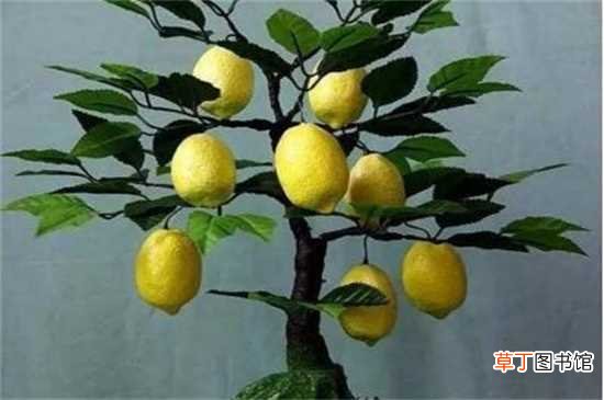 金丝4号 【品种】山东农科院果树新品种，盘点八大最新果树品种：枣 核桃(晋矮香)