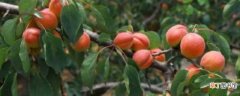 【树】红杏树的样貌及习性