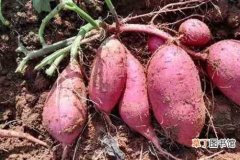 【种植】红薯的种植方法 想要红薯高产，必须注意这五点