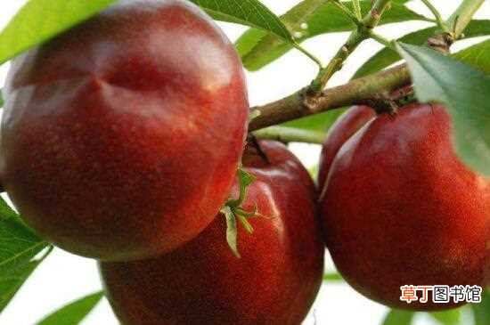 【品种】油桃品种大全图片：世纪之星 世纪之星2号