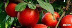 【品种】油桃品种大全图片：世纪之星 世纪之星2号