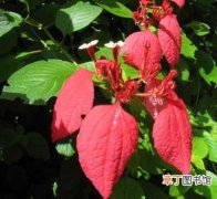 【病虫害】红花茜草的病虫害防治知识