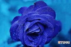 【蓝玫瑰】蓝色妖姬和蓝玫瑰的区别，四个方面清楚区分：蓝色妖姬和蓝玫瑰的