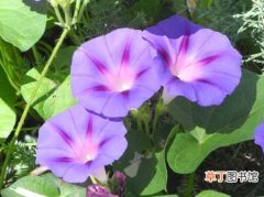 【花】喇叭花怎么种植？喇叭花的种植方法和栽培技术