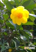 【花】金花茶怎么种植？金花茶种植方法和栽培技术