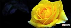 【黄玫瑰】香槟玫瑰和黄玫瑰的区别：颜色不同 寓意不同