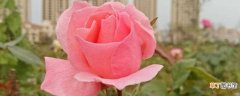 【粉玫瑰】粉玫瑰代表什么意思：爱的告白 纯真甜美