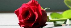 【洋桔梗】玫瑰和洋桔梗的区别：品种不同 花瓣不同