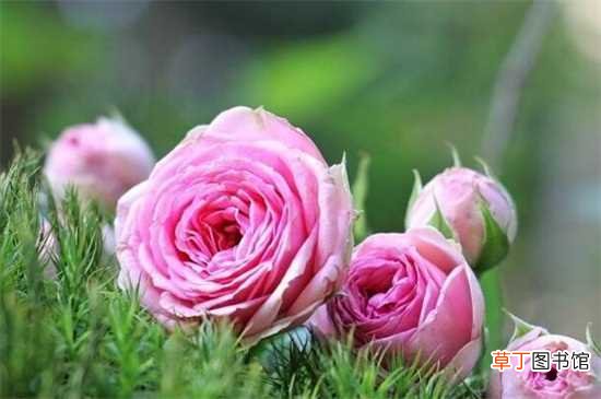 【玫瑰花】五支玫瑰花代表什么意思：爱你无悔 纯洁的爱